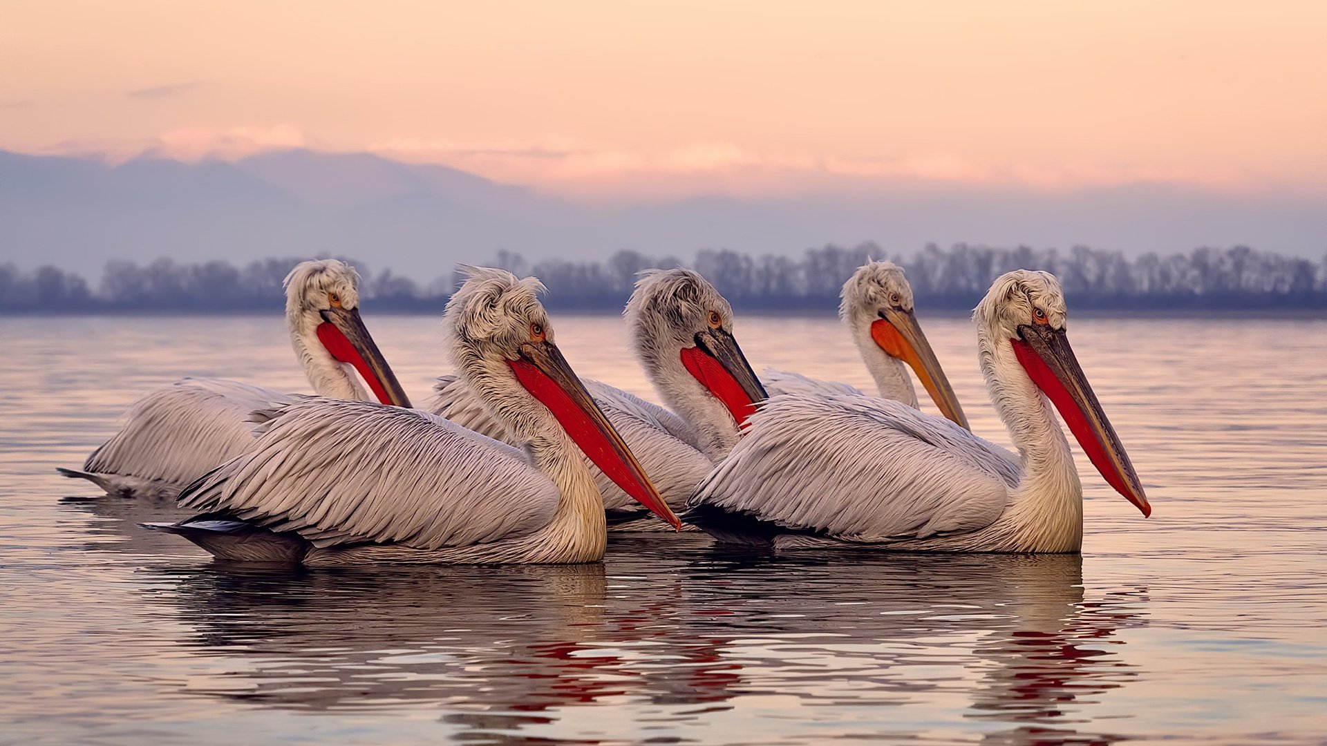 约基奇完美掌控,开拓者险胜森林狼,背后是这堂无法复制的教学课