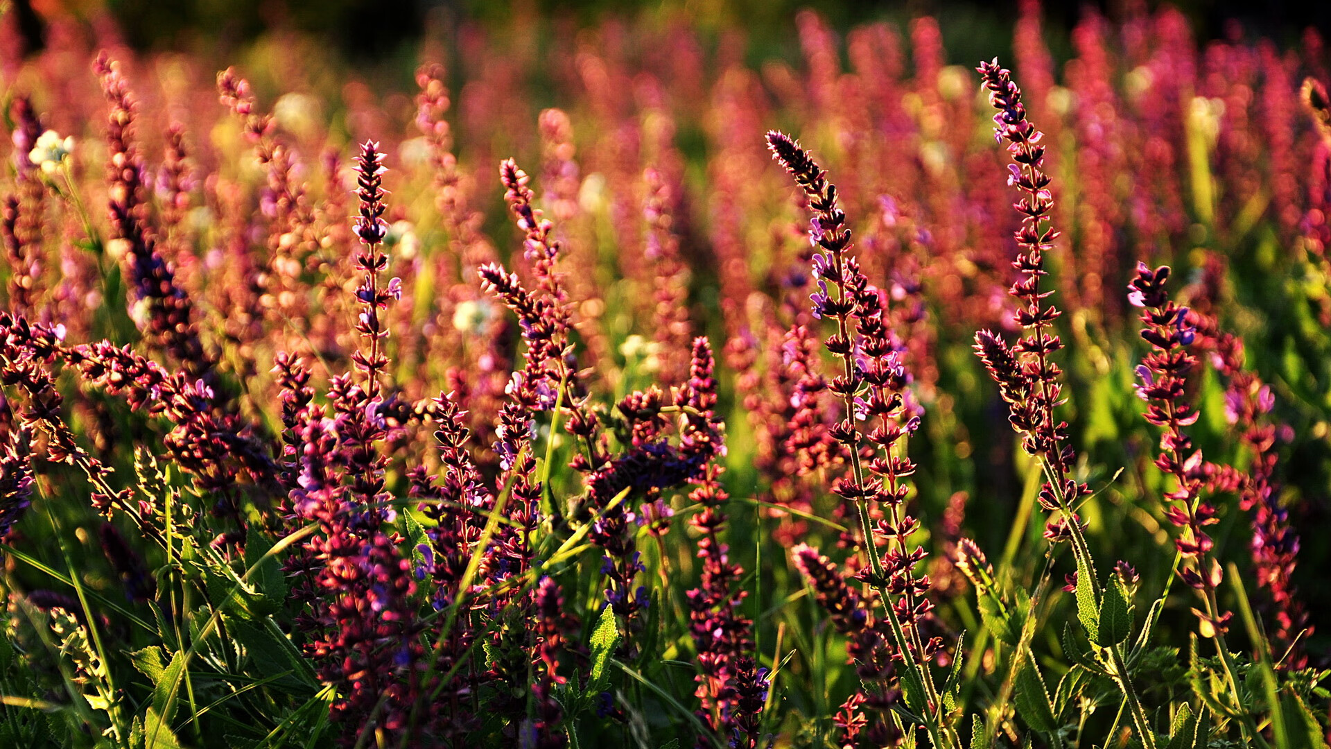 另一种国家德比,当药厂掀翻国家队,足球版图暗流涌动