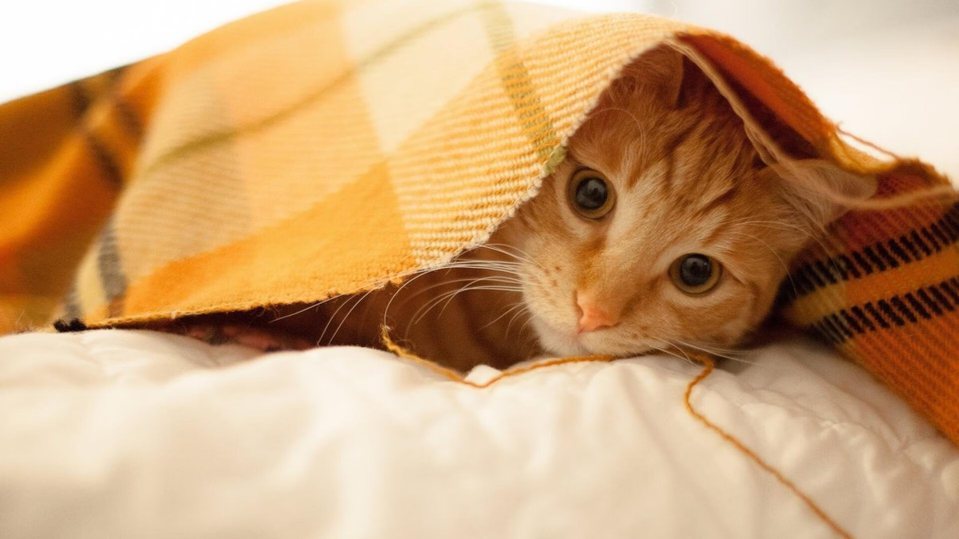 北欧童话再度上演?加维客串导演,瑞典球队友谊赛斩落利物浦的双重震惊