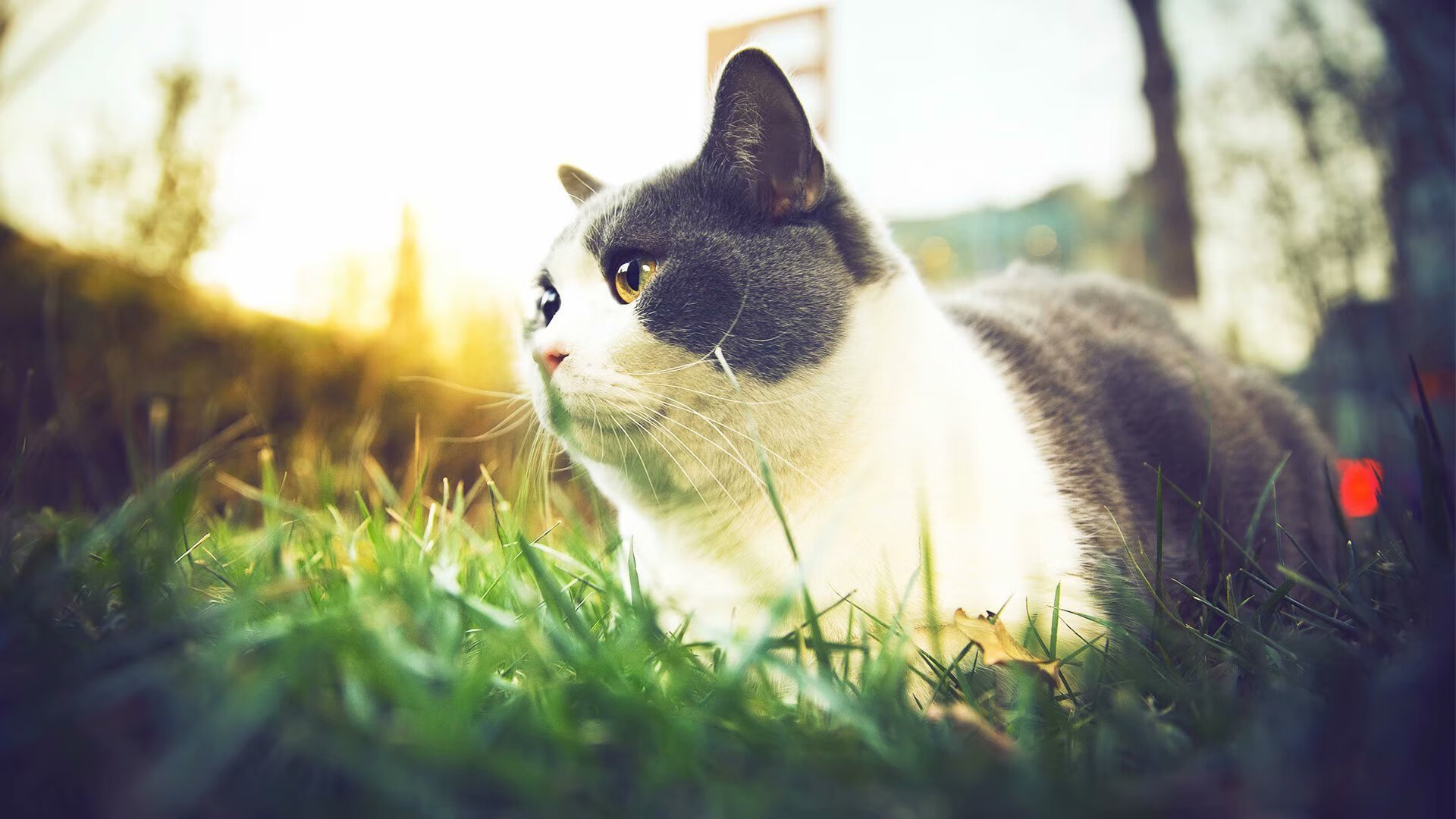 节奏大师，阿克点燃埃及引擎，硬仗攻克佛罗伦萨