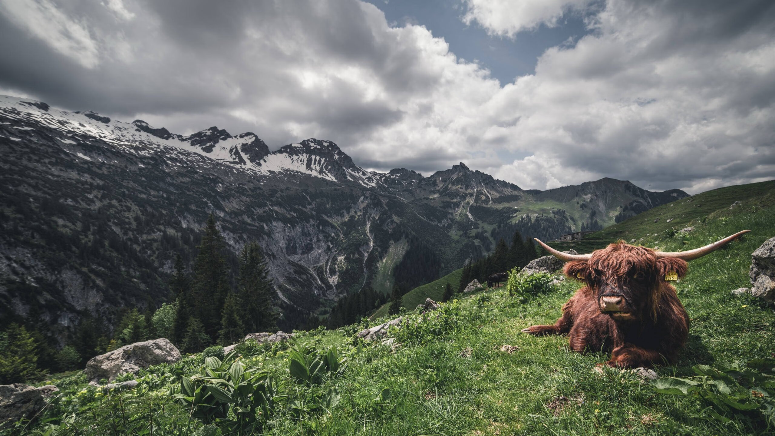 精神收割者，当德甲的机器轰鸣声响彻爱尔兰绿野与洪都拉斯山谷