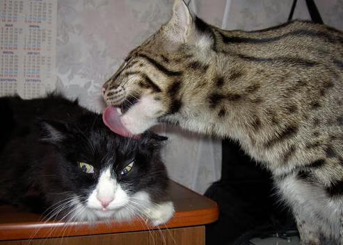 热火加冕生死战，米切尔51分神迹击碎国王冠军梦