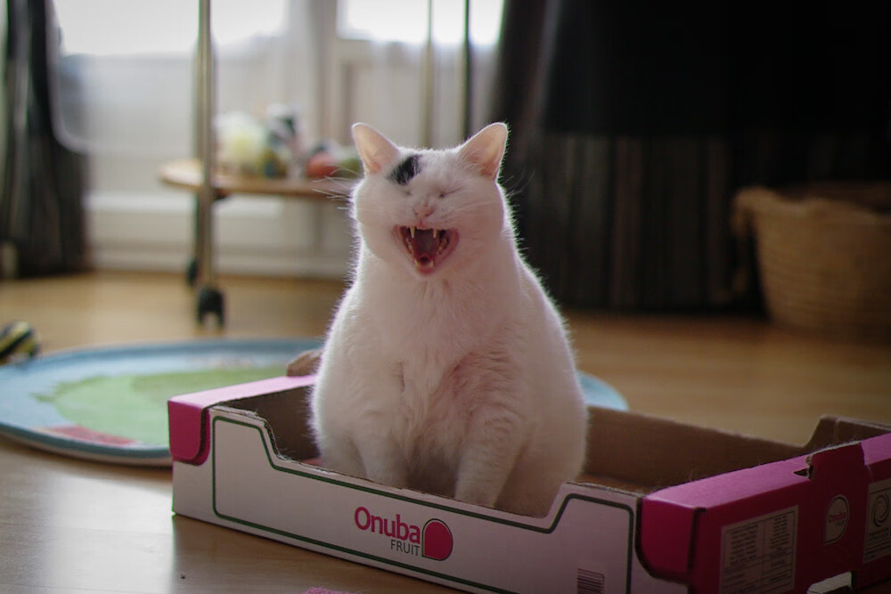 暗夜点灯人，库里缺席之夜，马克西用54分照亮尼克斯的未来