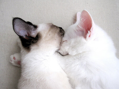 当老鹰撕裂次元壁,杰伦·格林在错位时空中对阵辽宁队的传奇之夜