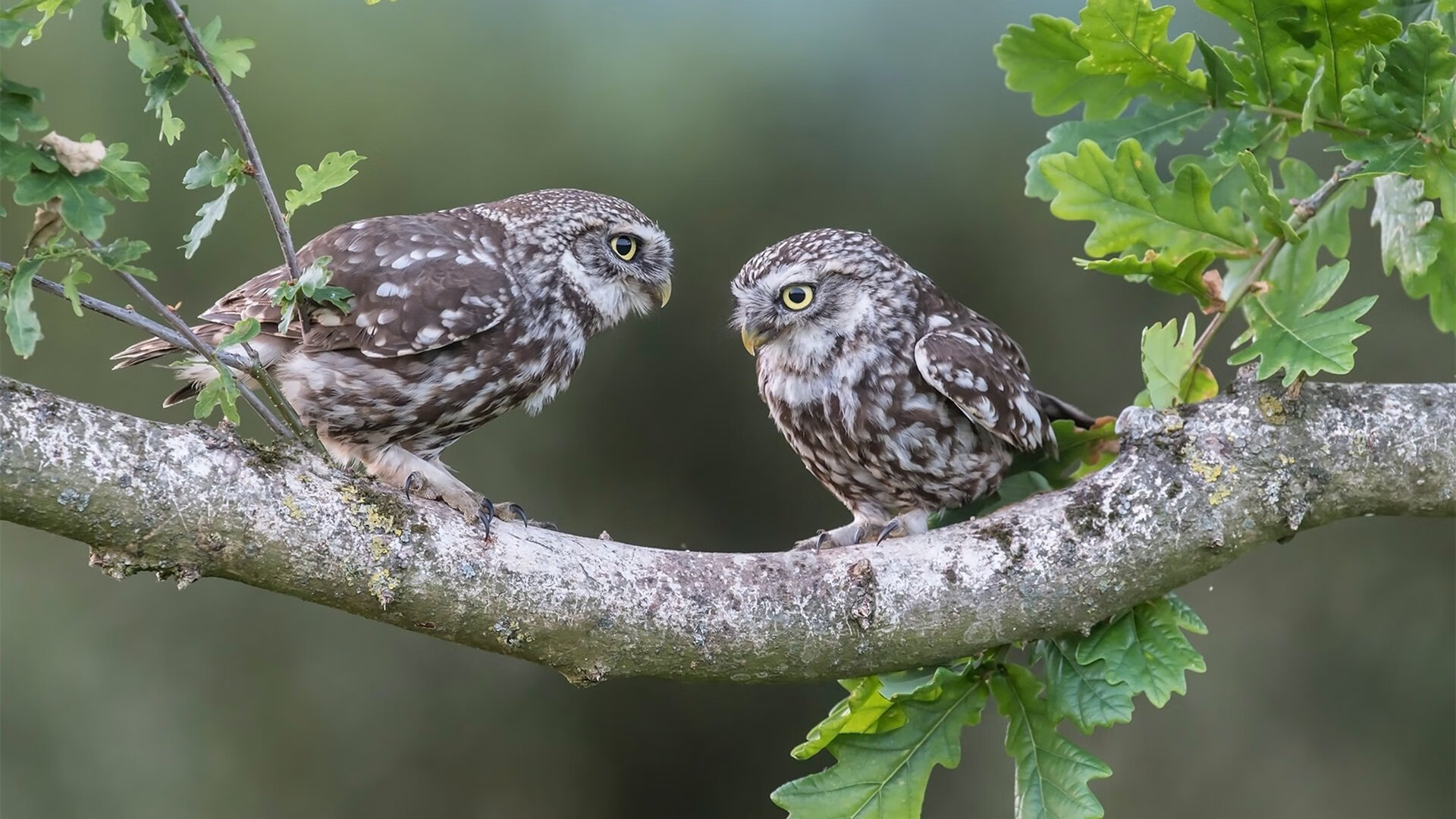 一堂来自未来的课，当切特的教科书表现让雄鹿与湖人的巨星黯然失色