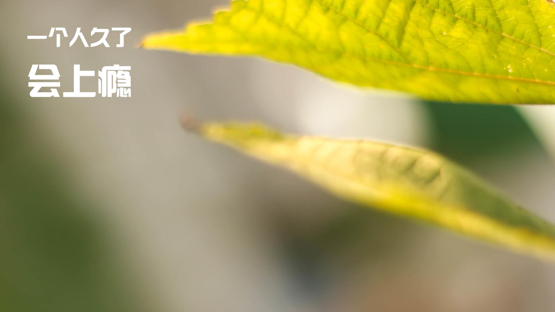 篮球世界的双重奏，浙江队掀翻北京队，文班亚马在排名争夺战接管比赛