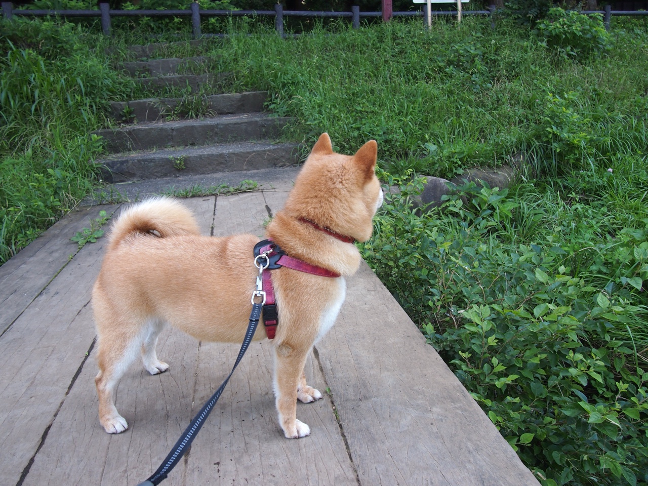 当新王在黎明加冕,从凤凰城奇迹到伯纳乌神迹,超级巨星的定义跨越时空