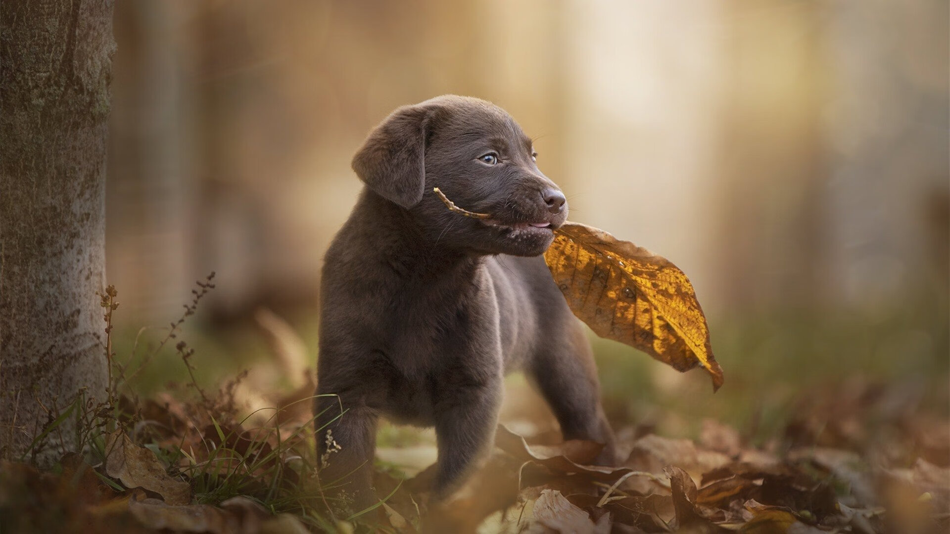唯一性,当弗拉霍维奇在欧冠半决赛的刀锋上起舞—记亚特兰大如何以非典型方式终结多特蒙德