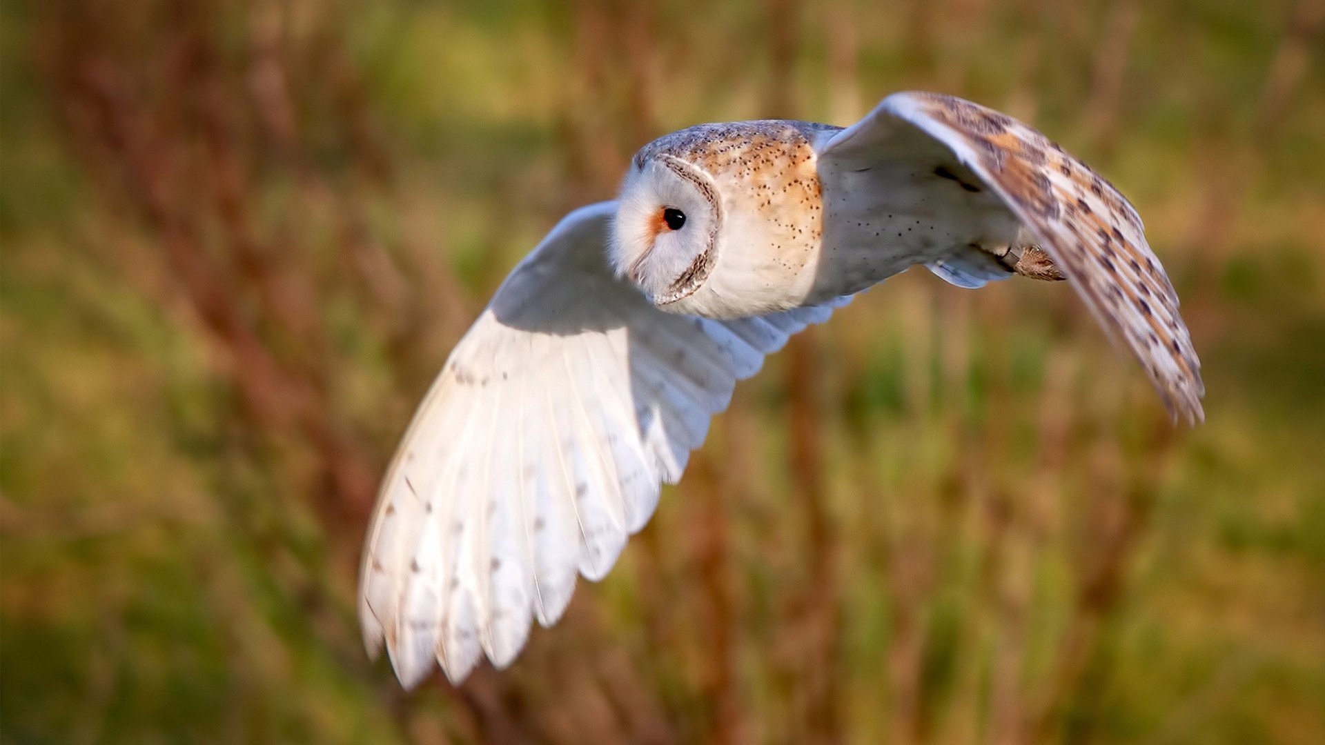 开云sport-体育的唯一性，洪都拉斯冷艳一击与布雷默的绝对统治