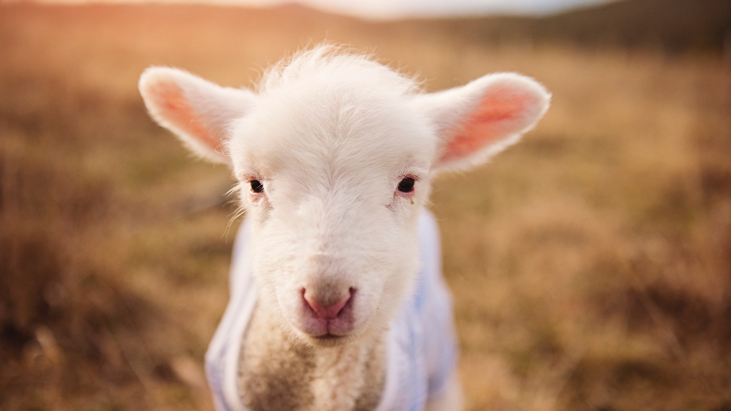 爆发的艺术，从伊蒂哈德到伯纳乌，那些改写命运的单骑之夜