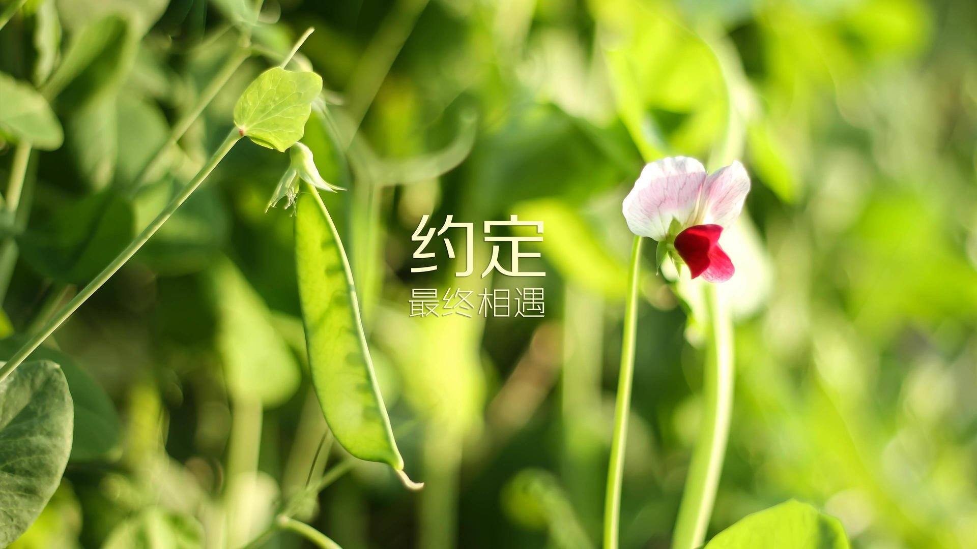 以下是为您构思的文章标题与正文